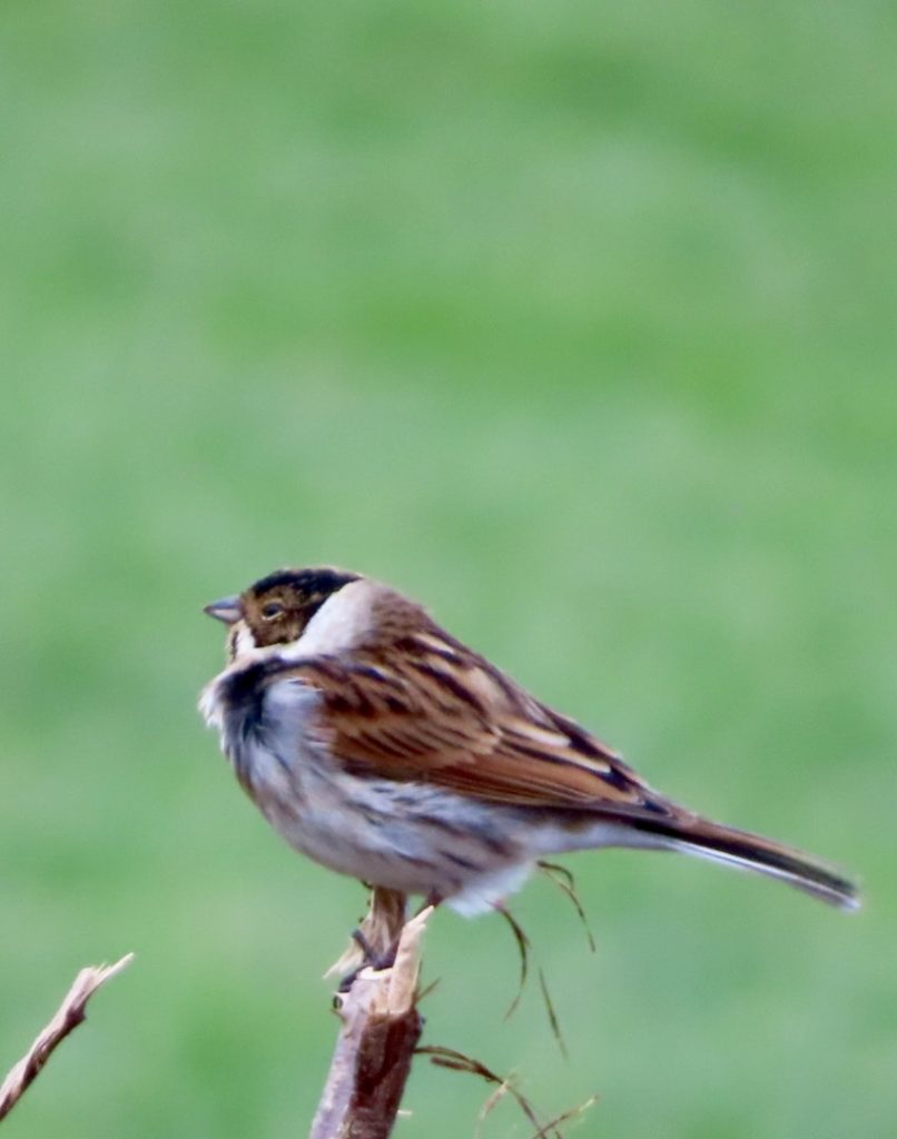 Reed Bunting viewed through Oberwerk 15x56 ED Ultra binocular.